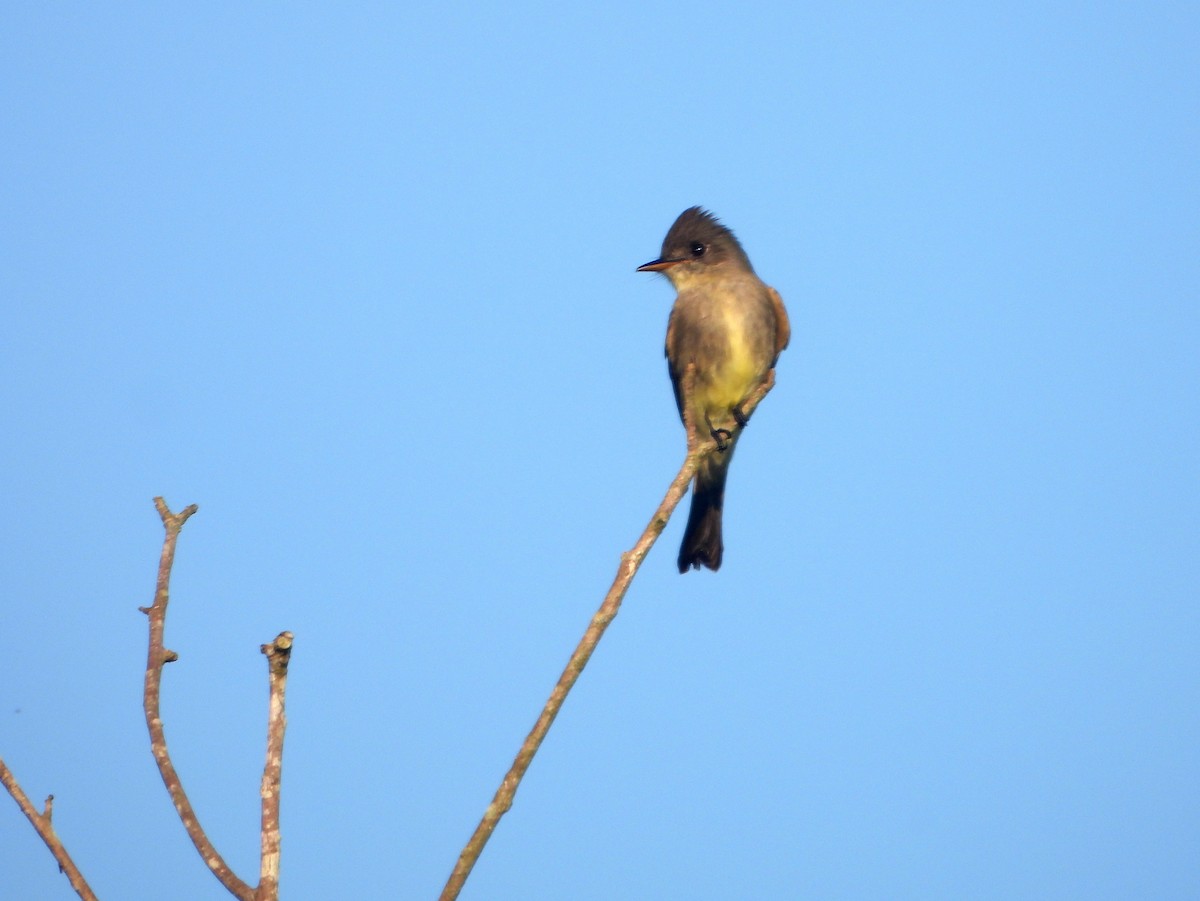 Northern Tropical Pewee - ML594018361