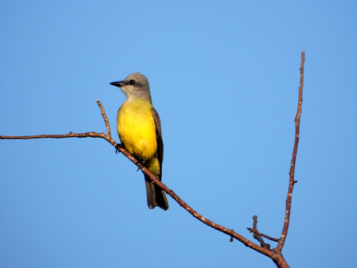 Couch's Kingbird - bob butler