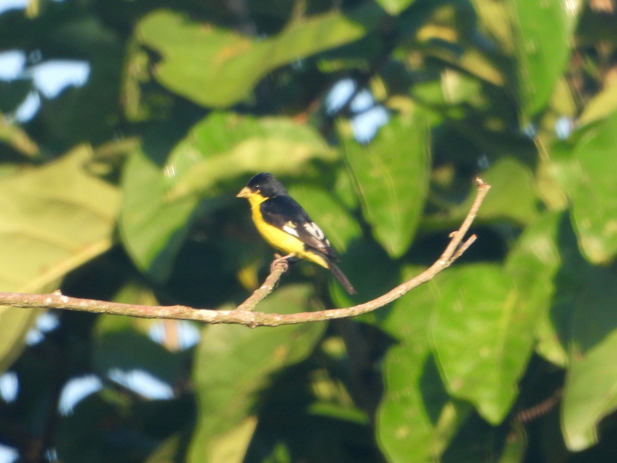 Lesser Goldfinch - ML594018751