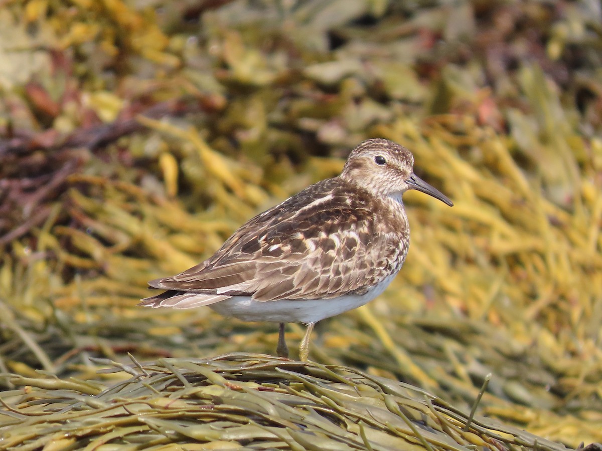 pygmésnipe - ML594019311