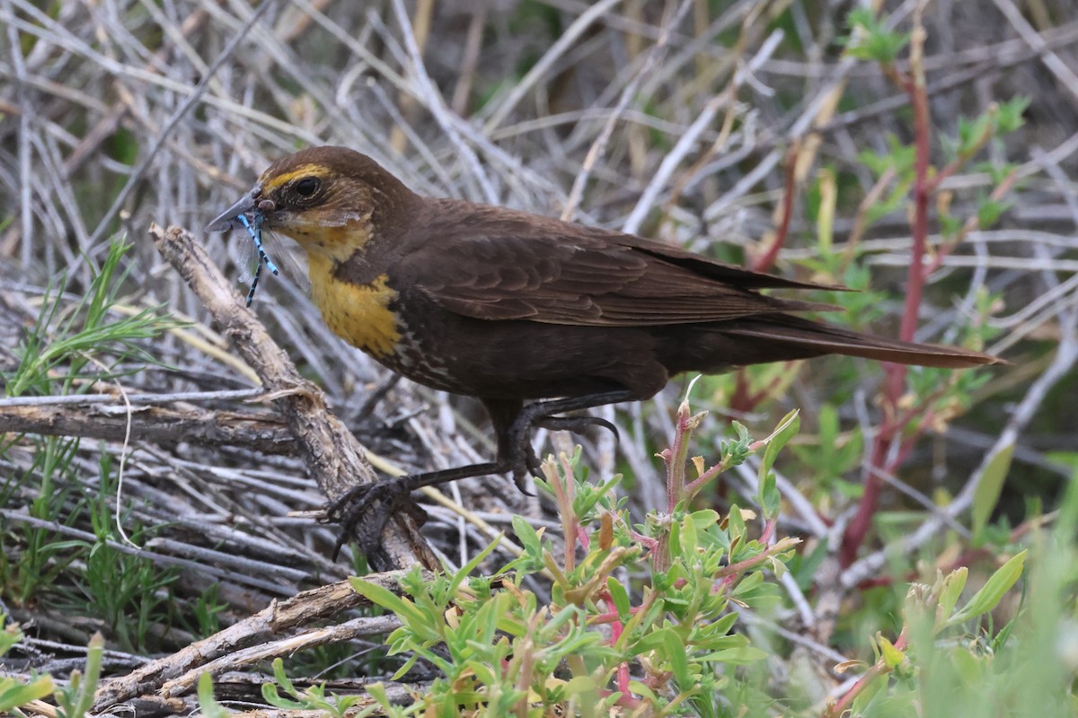 Yellow-headed Blackbird - ML594019661