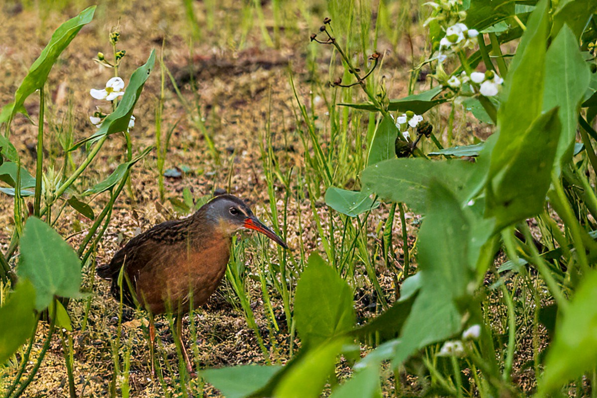 Virginia Rail - ML594020241