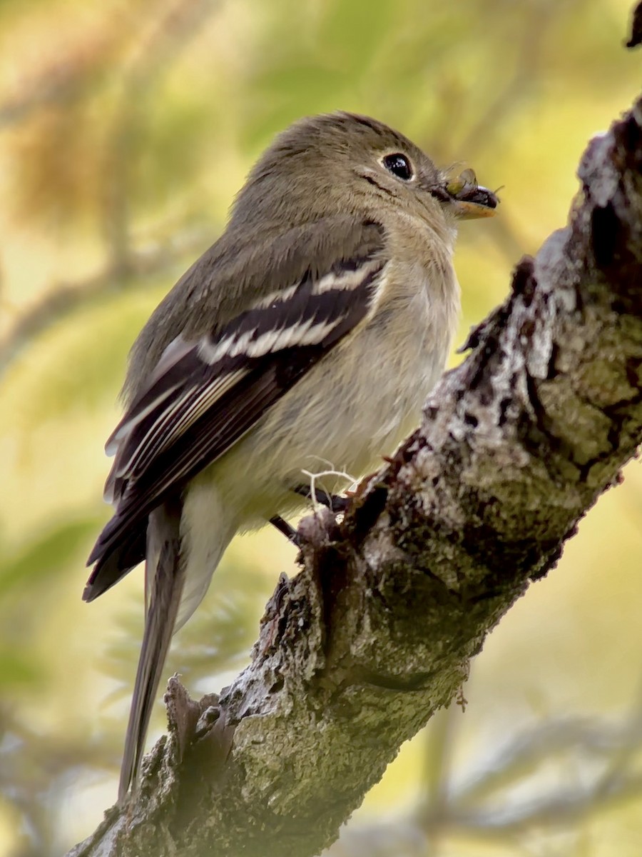 Yellow-bellied Flycatcher - ML594021341