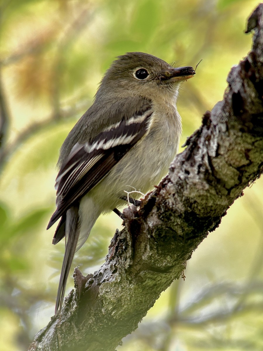 Yellow-bellied Flycatcher - Detlef Buettner