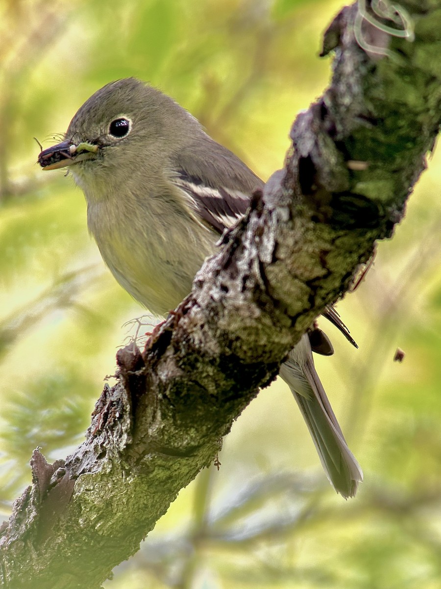 Yellow-bellied Flycatcher - Detlef Buettner