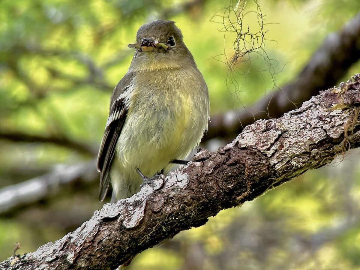 Yellow-bellied Flycatcher - Detlef Buettner