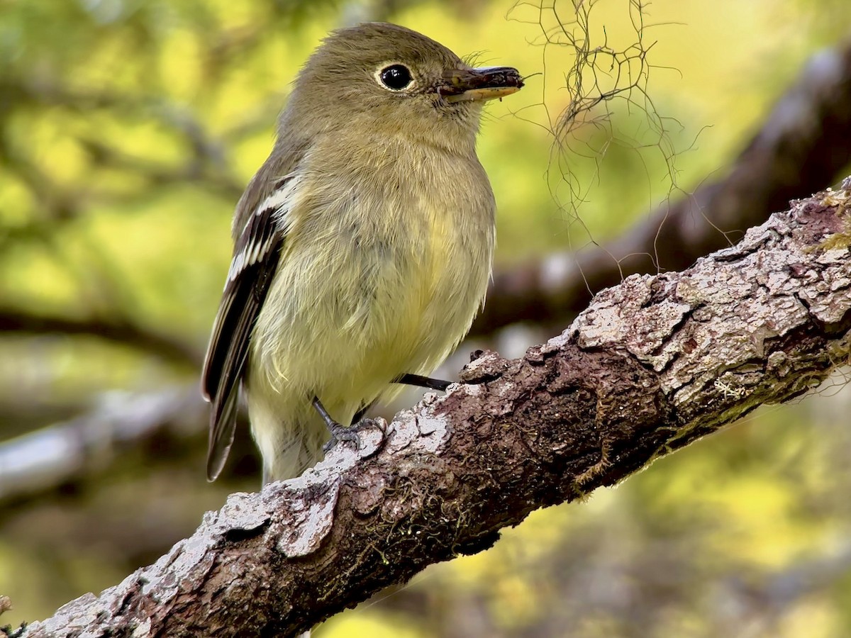 Yellow-bellied Flycatcher - Detlef Buettner