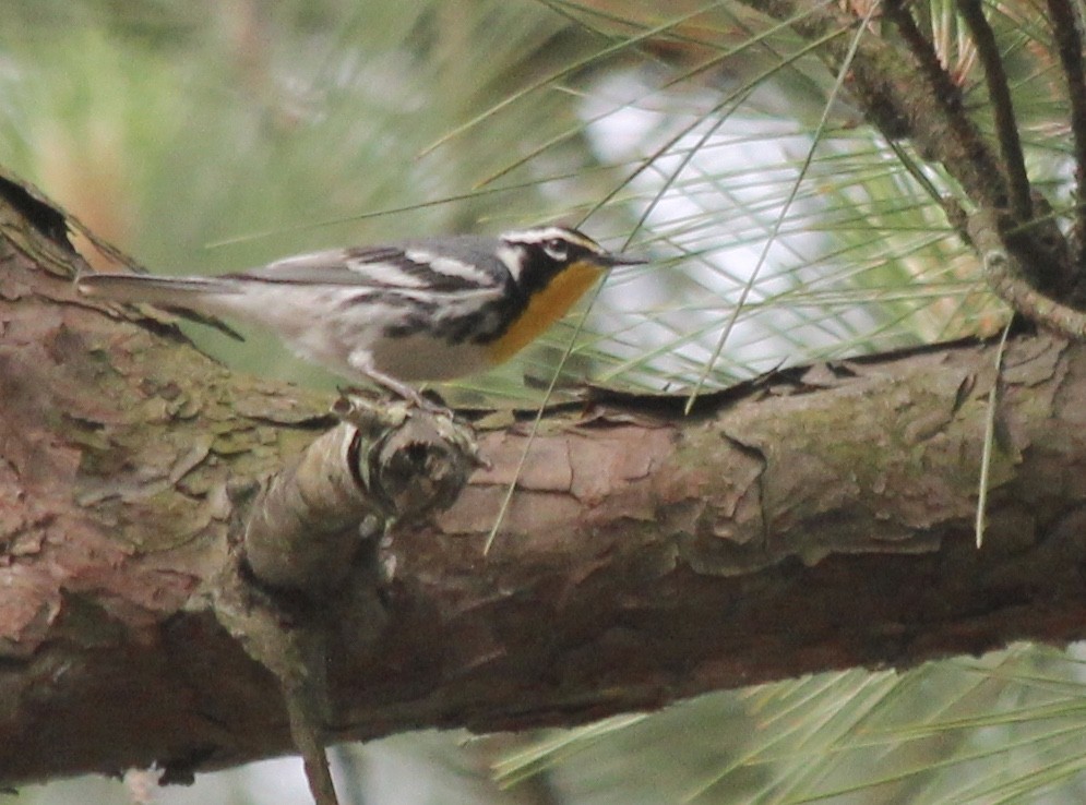 Yellow-throated Warbler - ML59402341