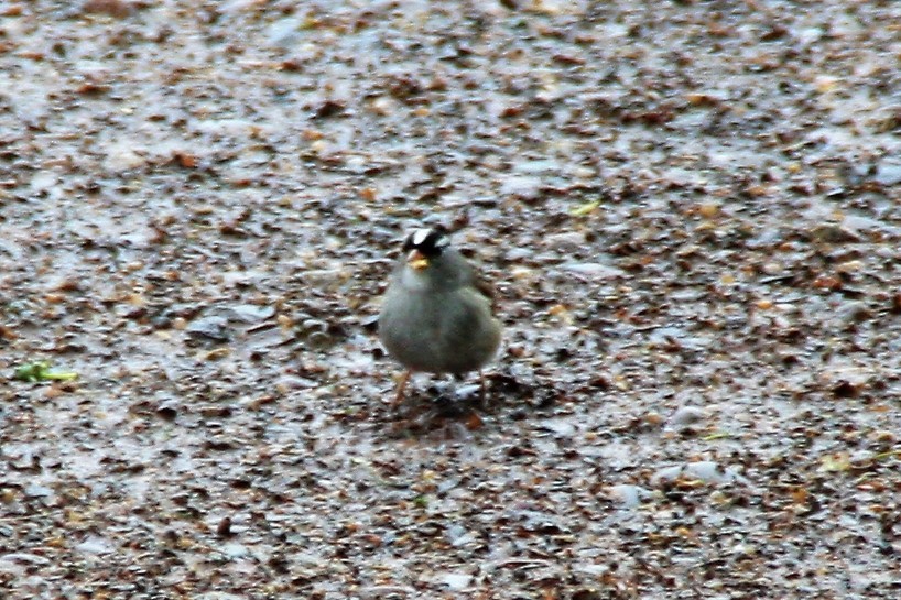 White-crowned Sparrow - ML59402531