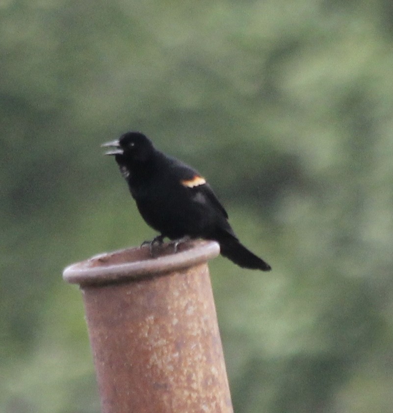 Red-winged Blackbird - ML59402651