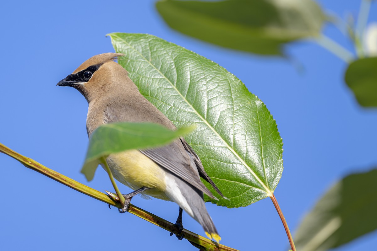 Cedar Waxwing - ML594026991