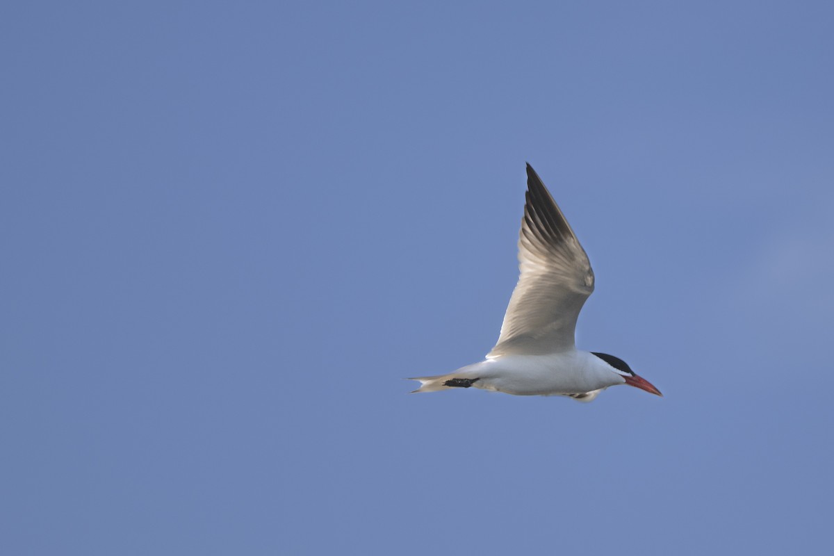 裏海燕鷗 - ML594027051