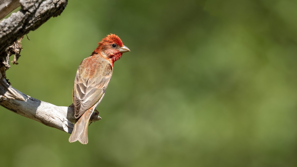 Common Rosefinch - ML594027571