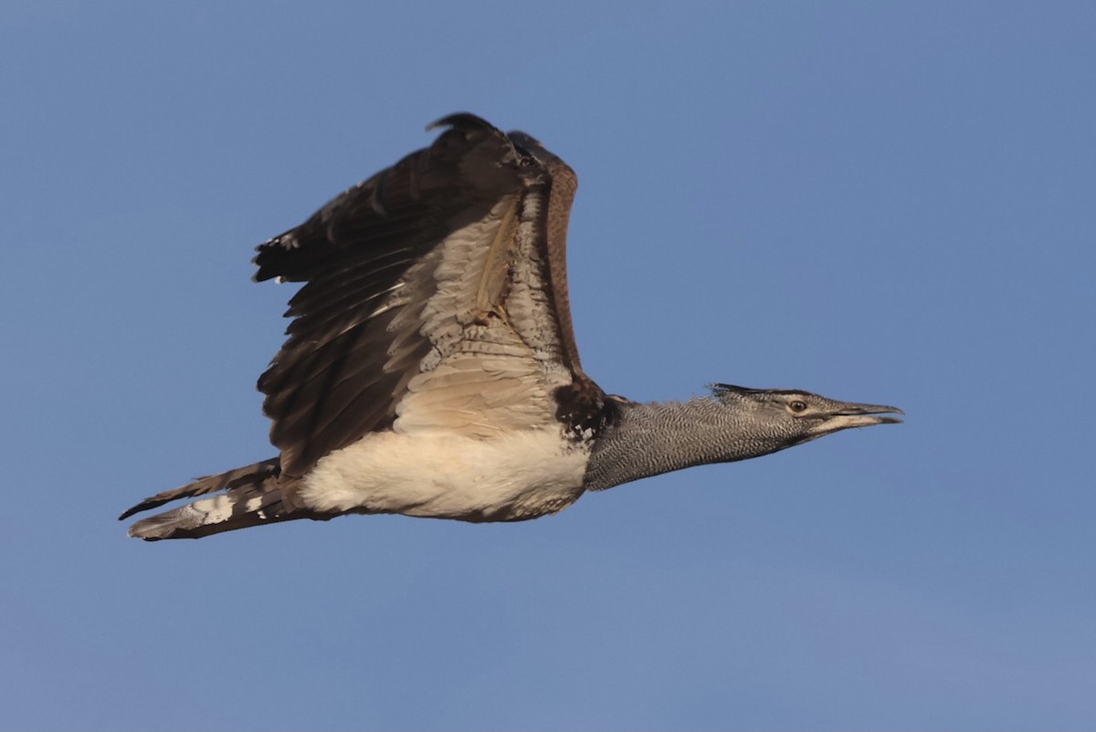 Kori Bustard - ML594027661