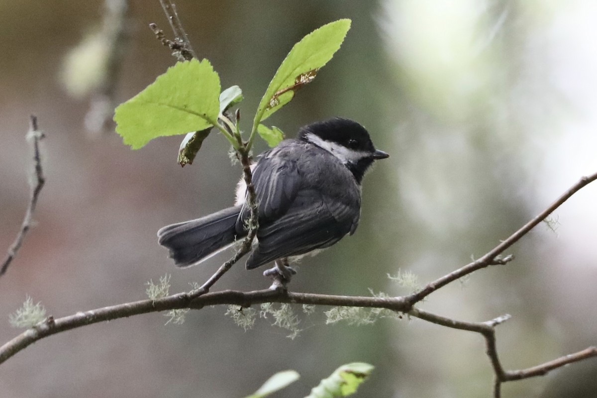 Black-capped Chickadee - ML594027891