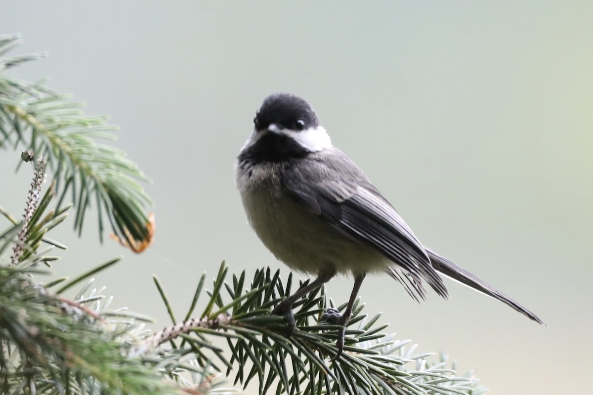 Black-capped Chickadee - ML594027901