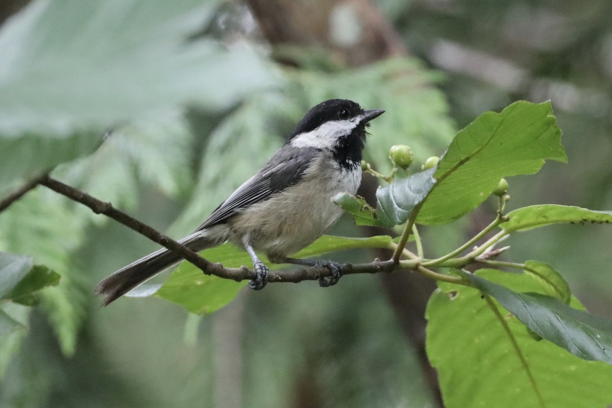 Black-capped Chickadee - ML594027911