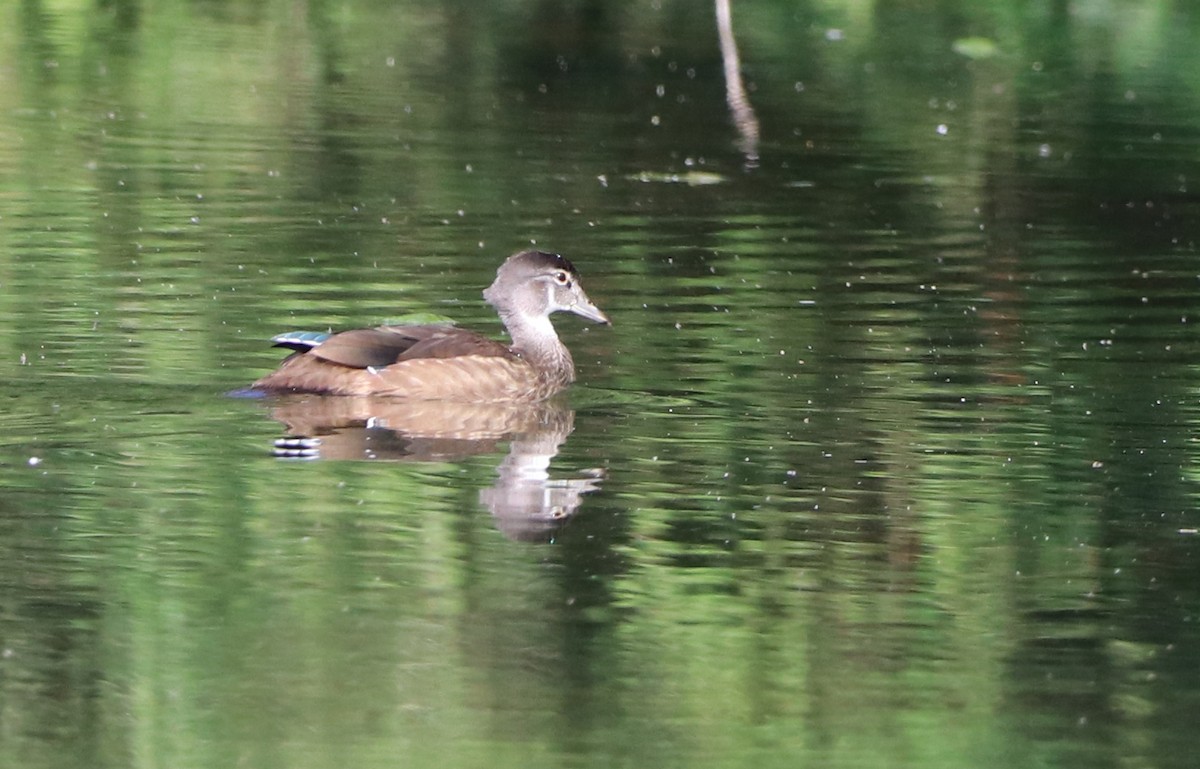 Wood Duck - ML594028911