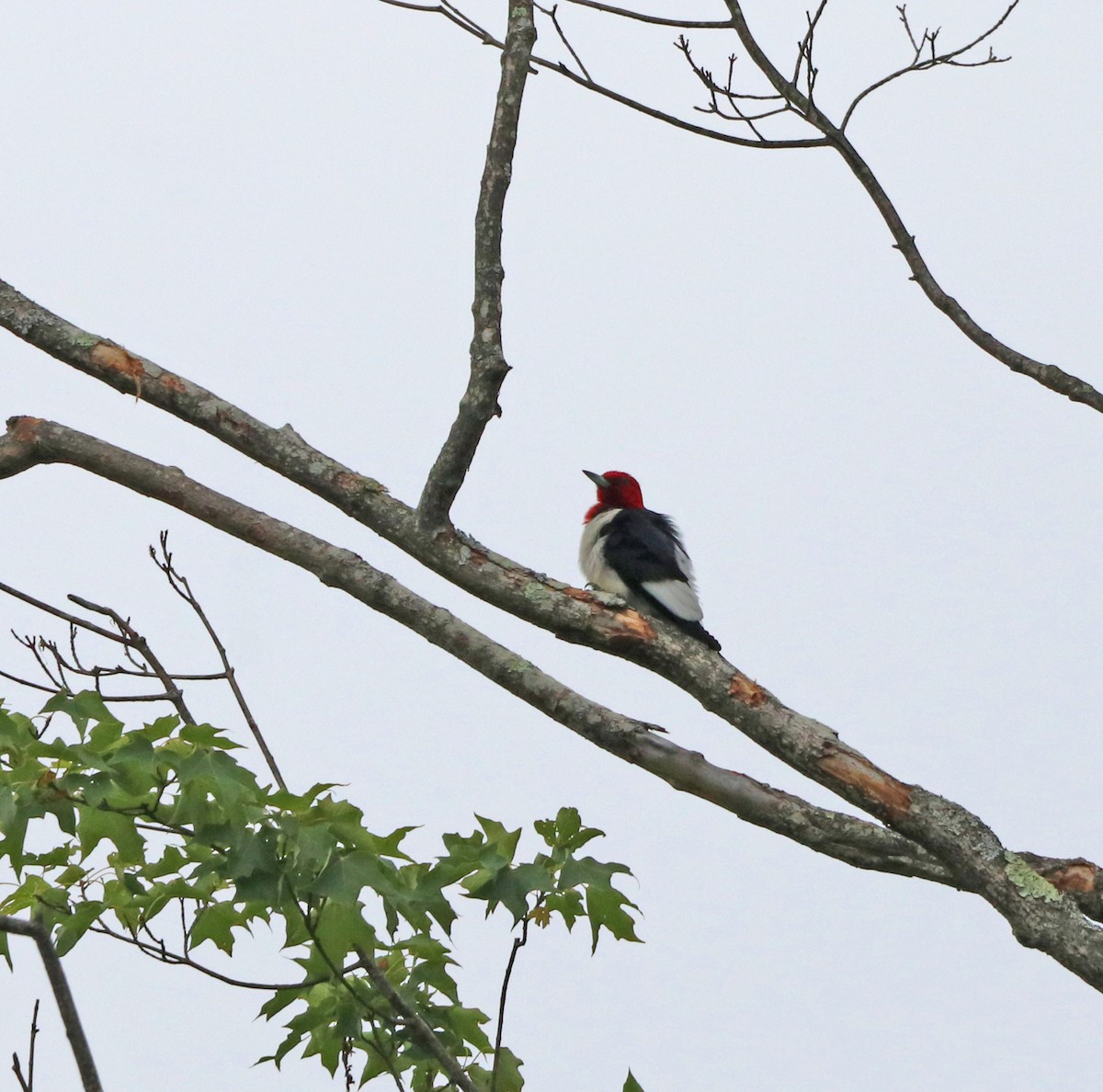 Red-headed Woodpecker - ML594029271