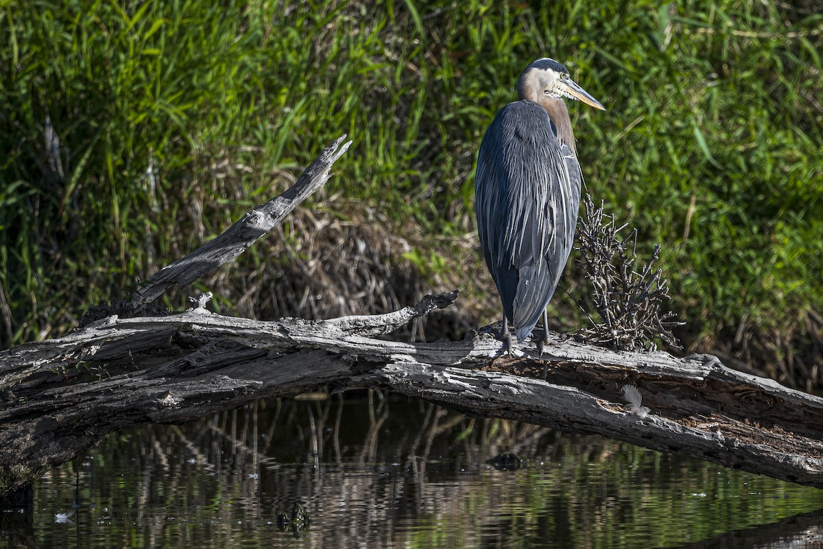Grand Héron - ML594029701