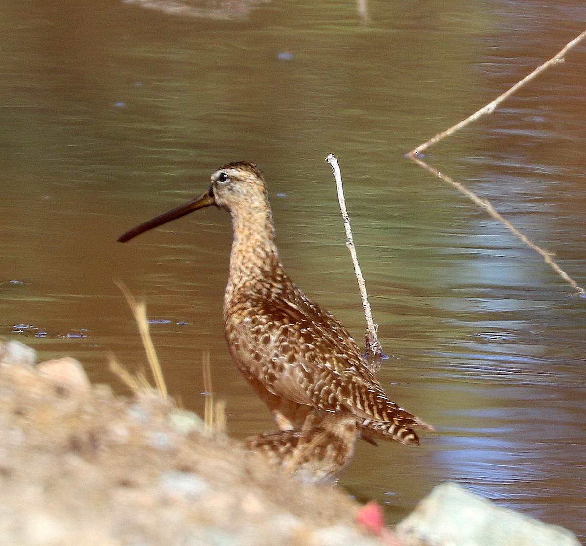 Long-billed Dowitcher - ML594029801