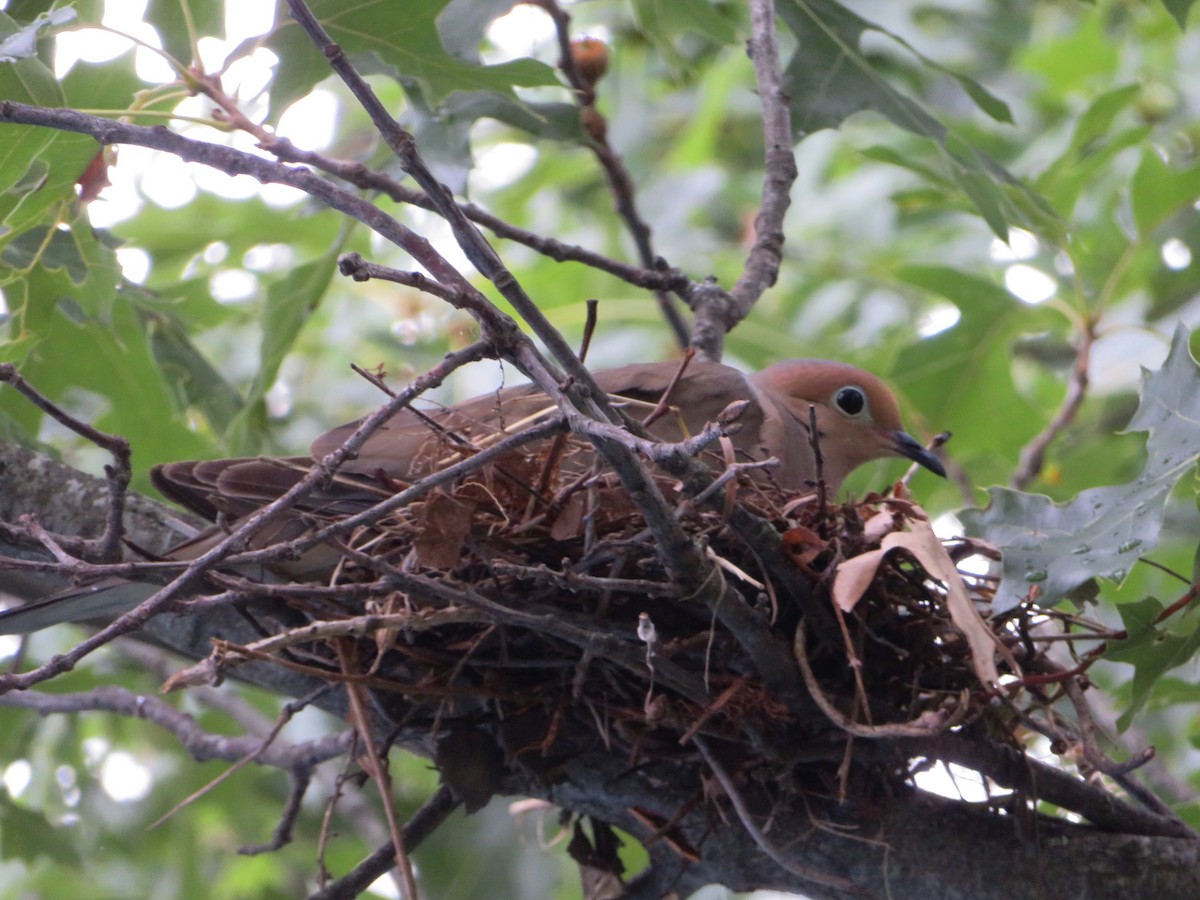 Mourning Dove - ML594030871