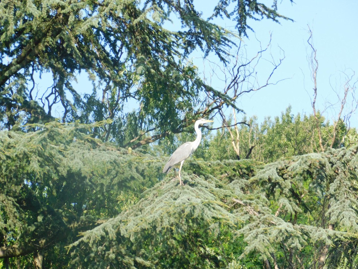 Gray Heron - ML594030921