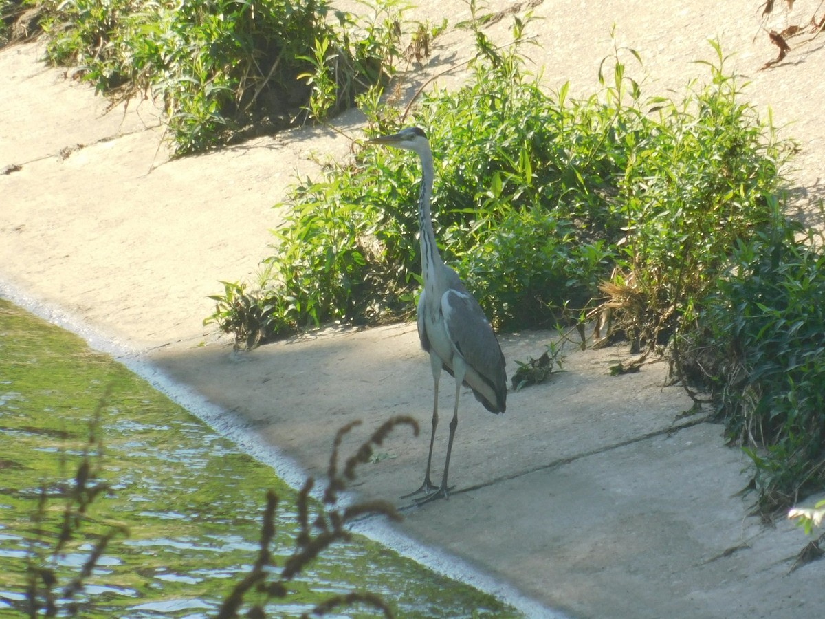 Gray Heron - ML594030931
