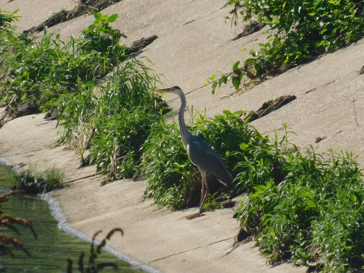 Gray Heron - ML594030941