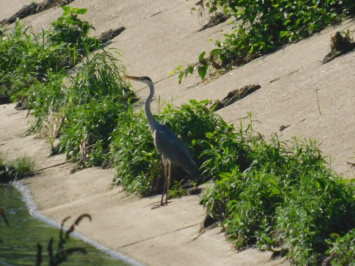 Gray Heron - ML594030951