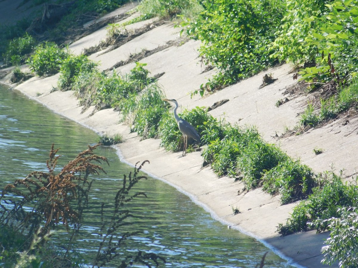 Gray Heron - ML594030961