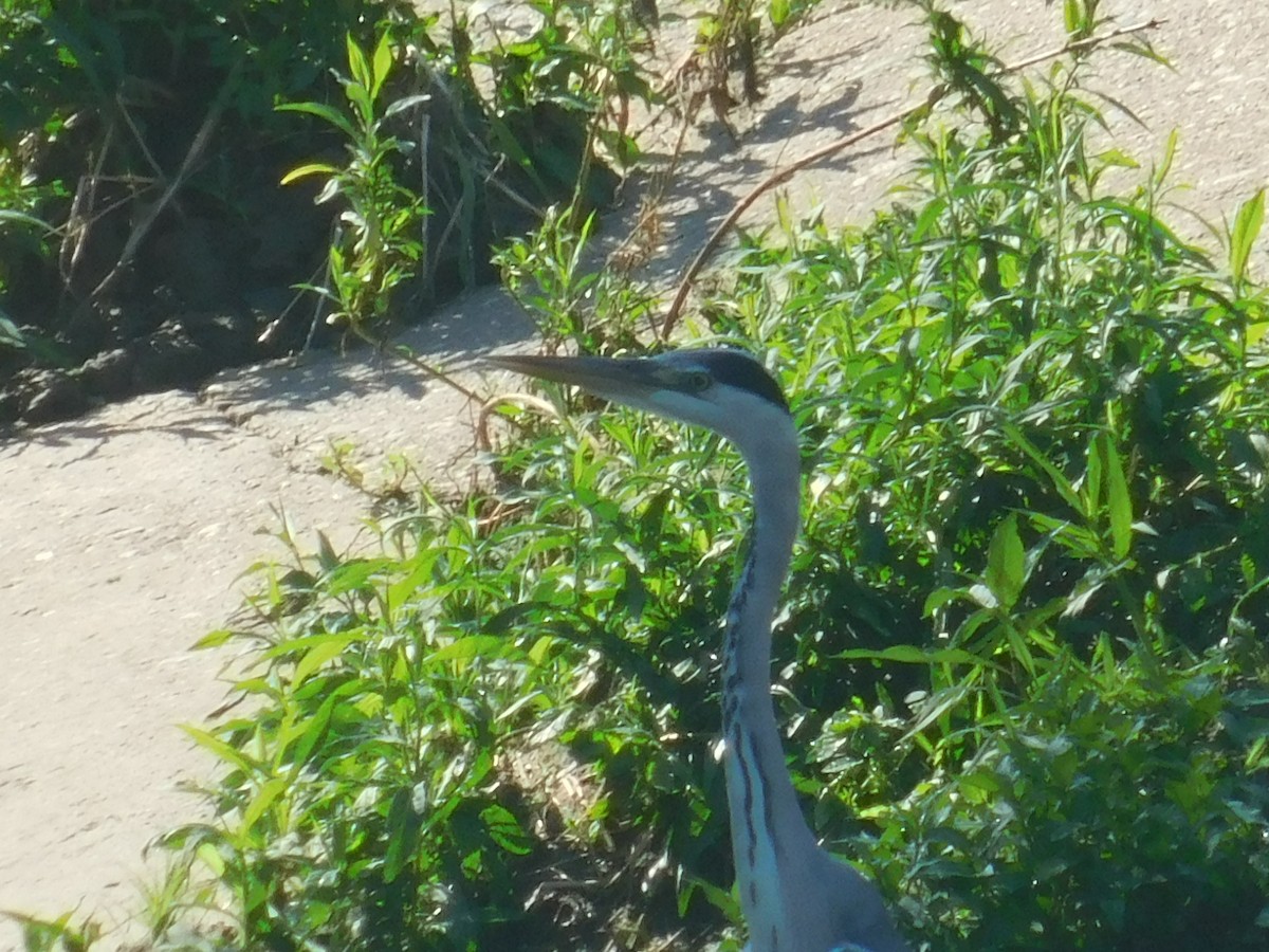 Gray Heron - ML594030971