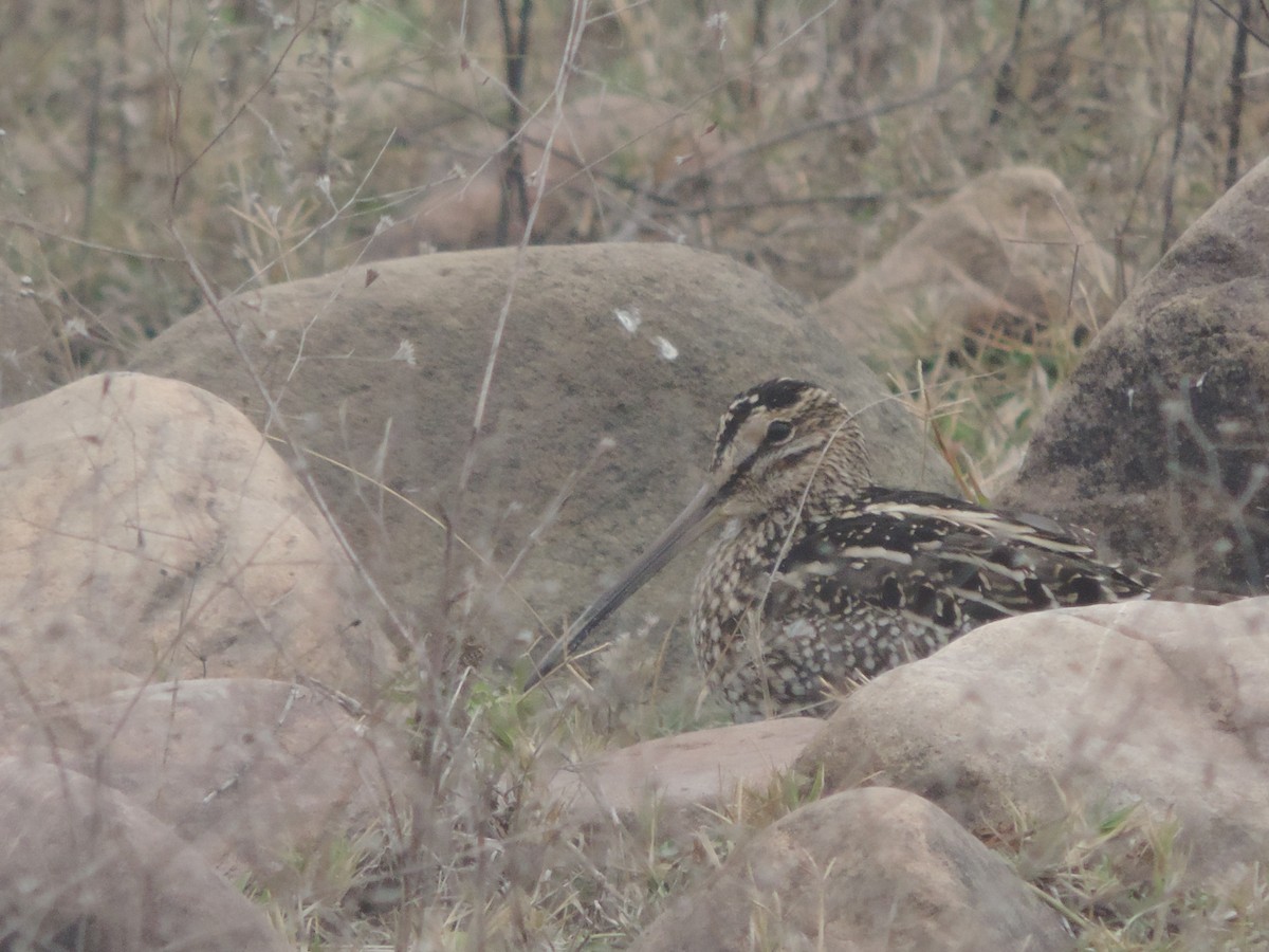 Pantanal Snipe - ML594030991