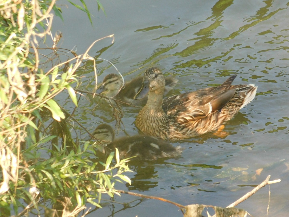 Mallard - ML594031051