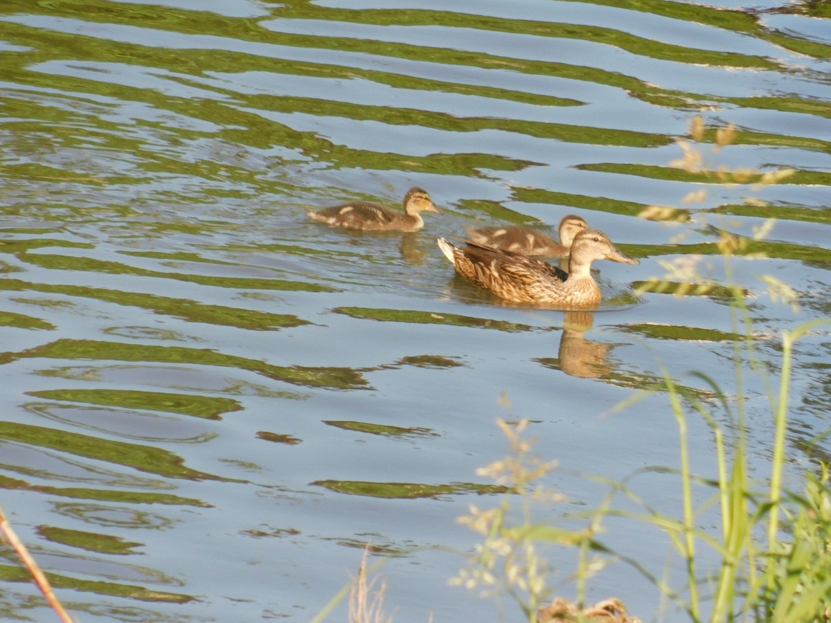 Mallard - ML594031061