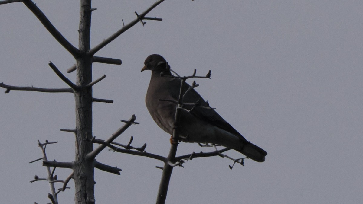 Band-tailed Pigeon - ML594034191