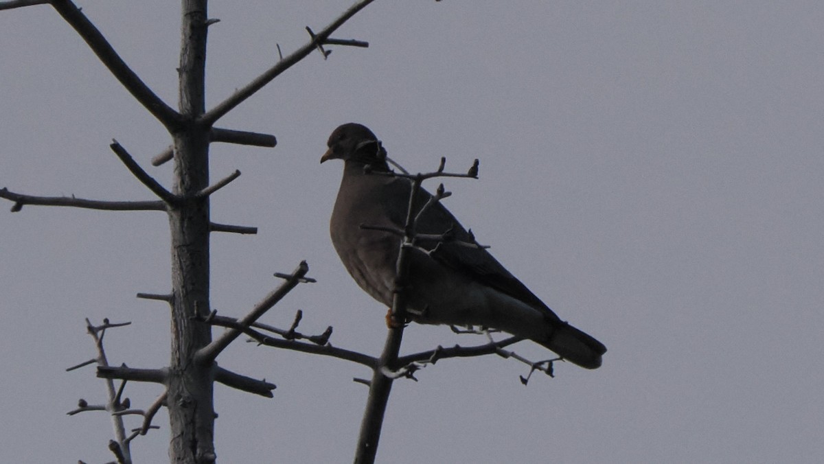 Band-tailed Pigeon - ML594034191