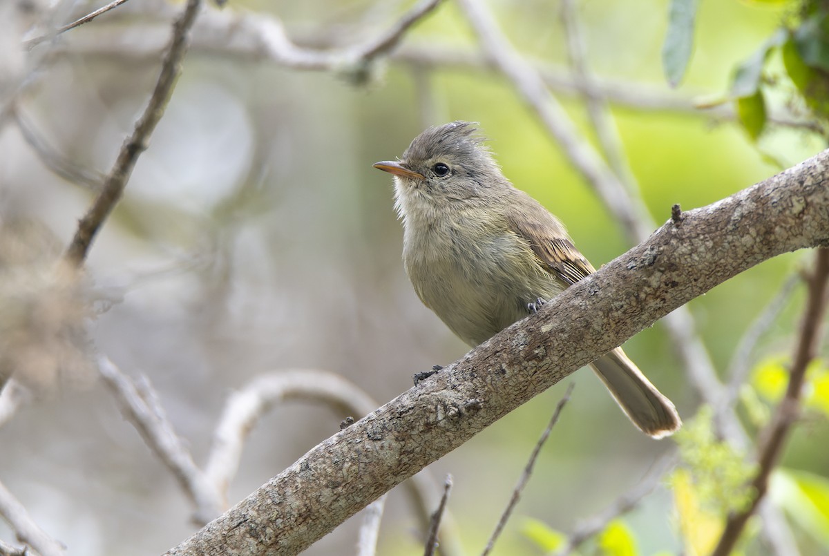 Southern Beardless-Tyrannulet - ML594034271