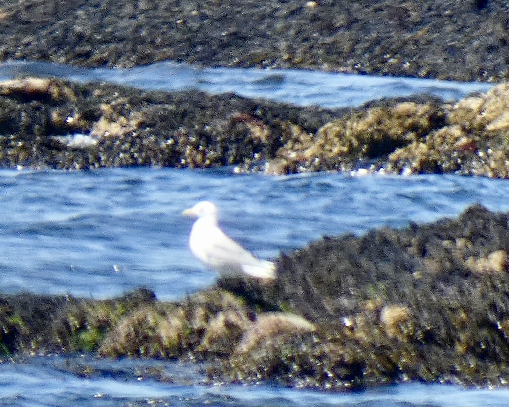 Black-legged Kittiwake - ML594034461