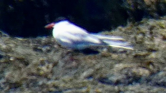 Arctic Tern - ML594034651