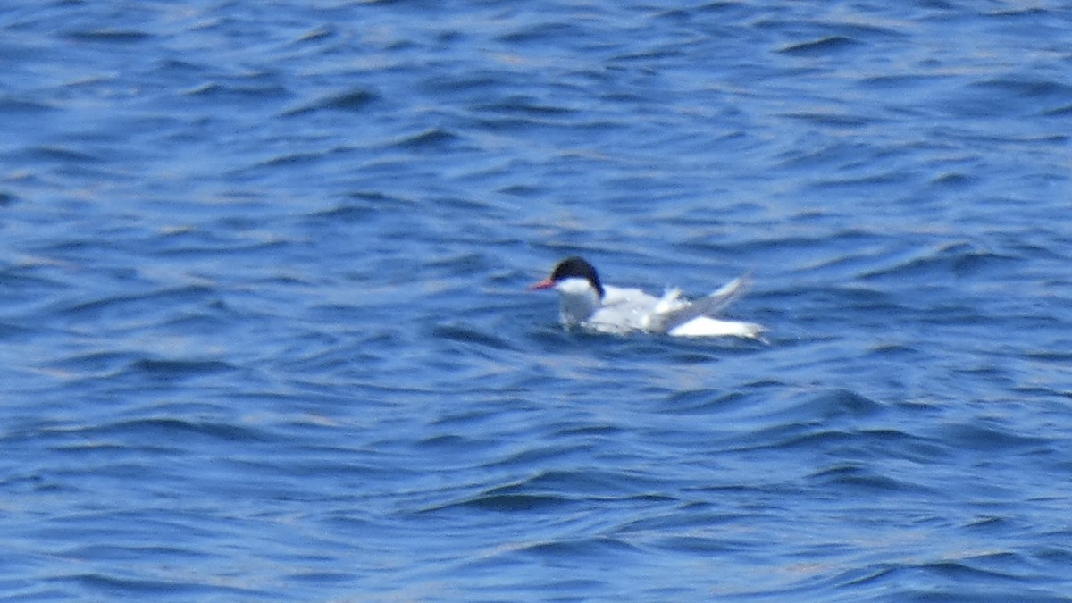 Arctic Tern - ML594034681