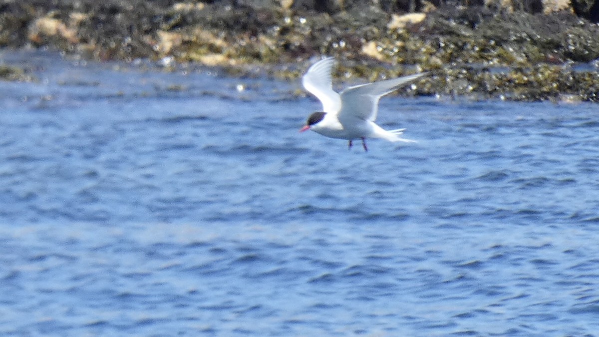 Arctic Tern - ML594034691