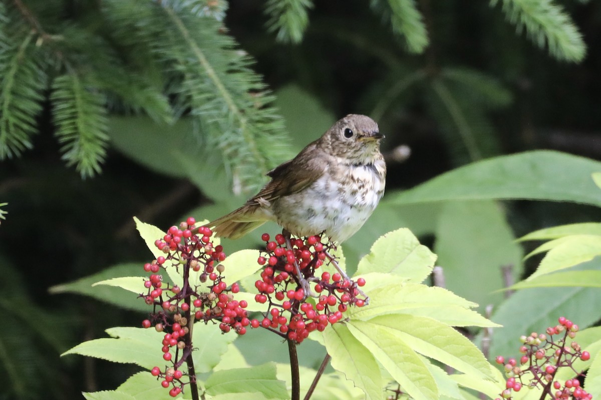 Swainson's Thrush - ML594035521