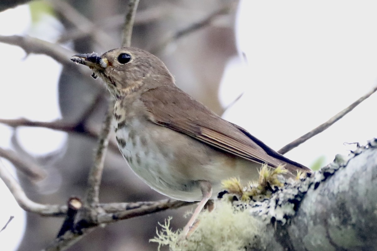 Swainson's Thrush - ML594035541