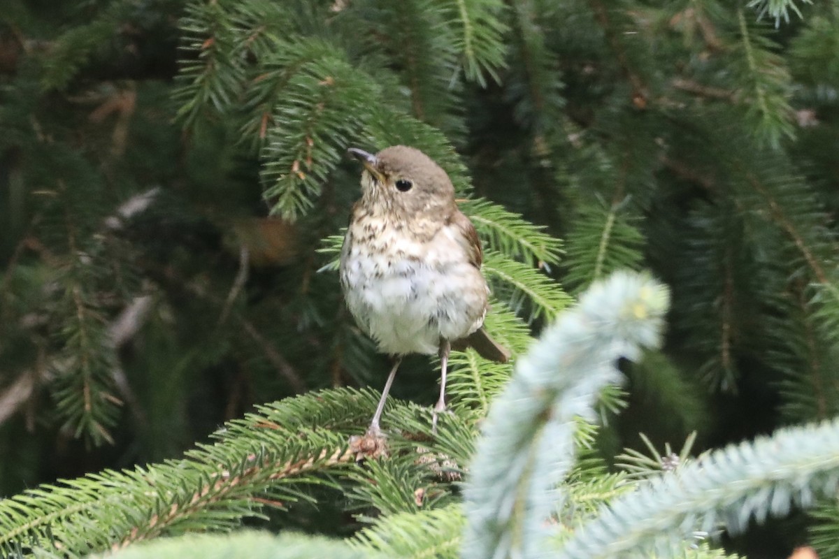 Swainson's Thrush - ML594035551