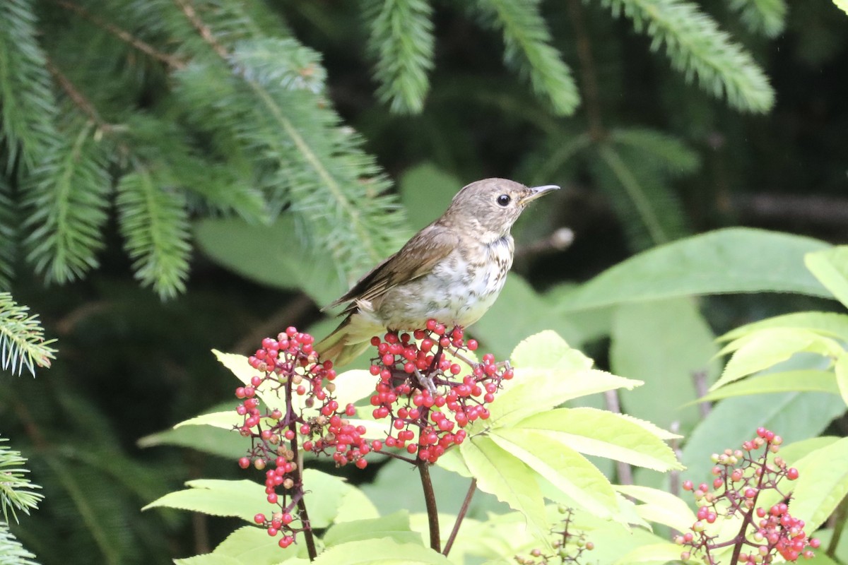 Swainson's Thrush - ML594035571