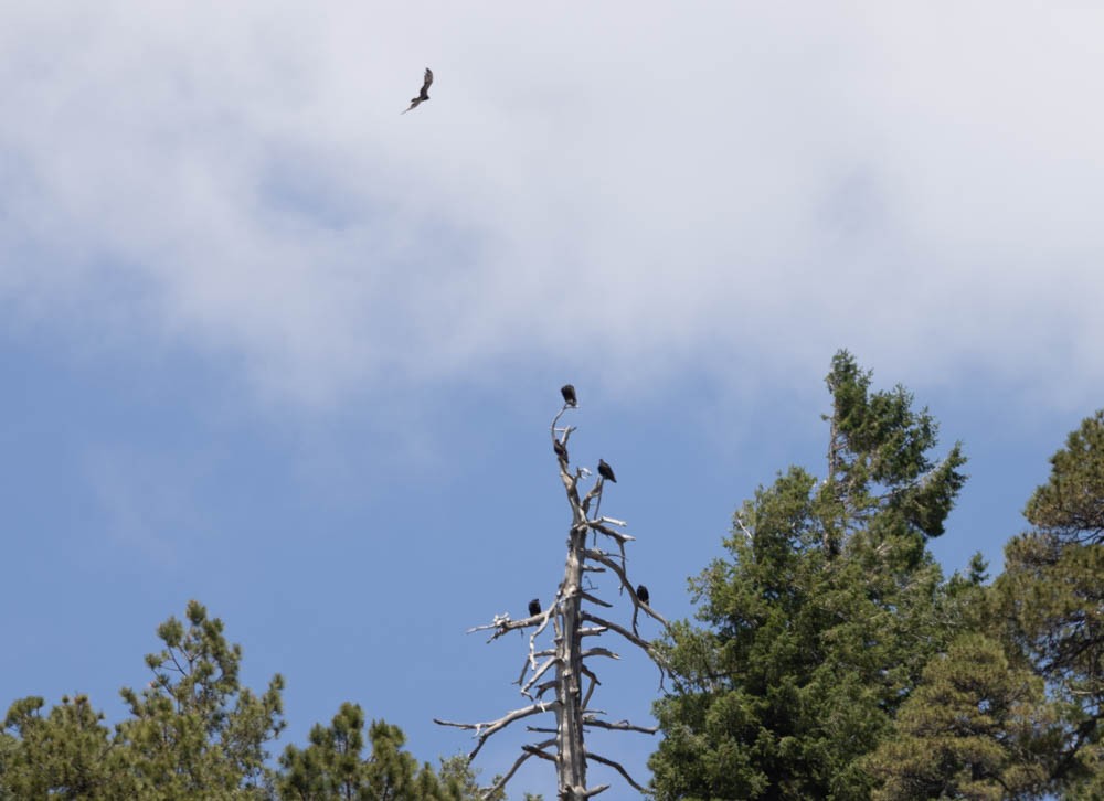 Turkey Vulture - ML594036331