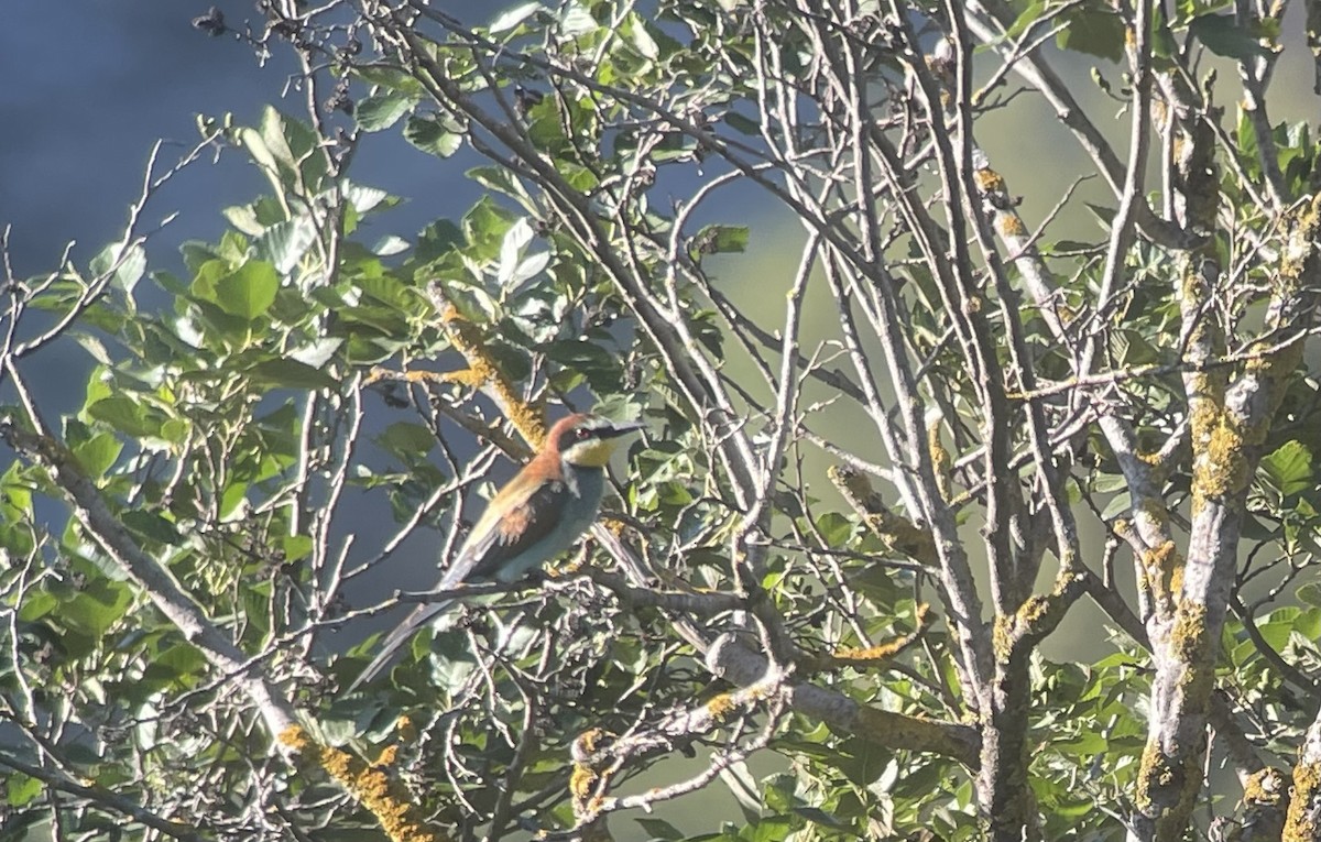 European Bee-eater - ML594037661