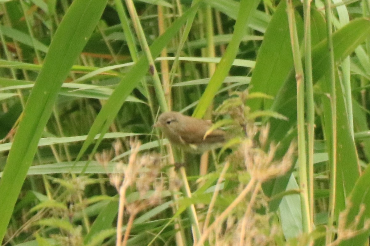 Common Reed Warbler - ML594037691