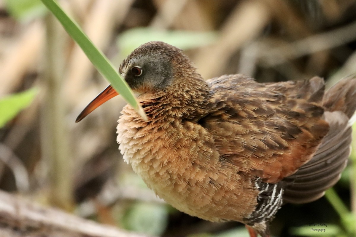 Virginia Rail - ML594037951